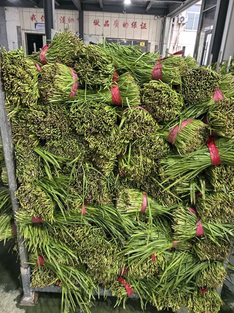 潍坊脱水韭菜系列