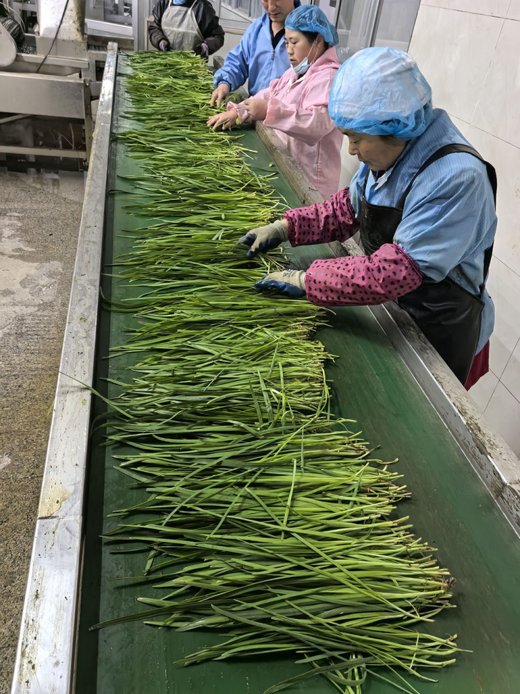 潍坊脱水韭菜系列供应