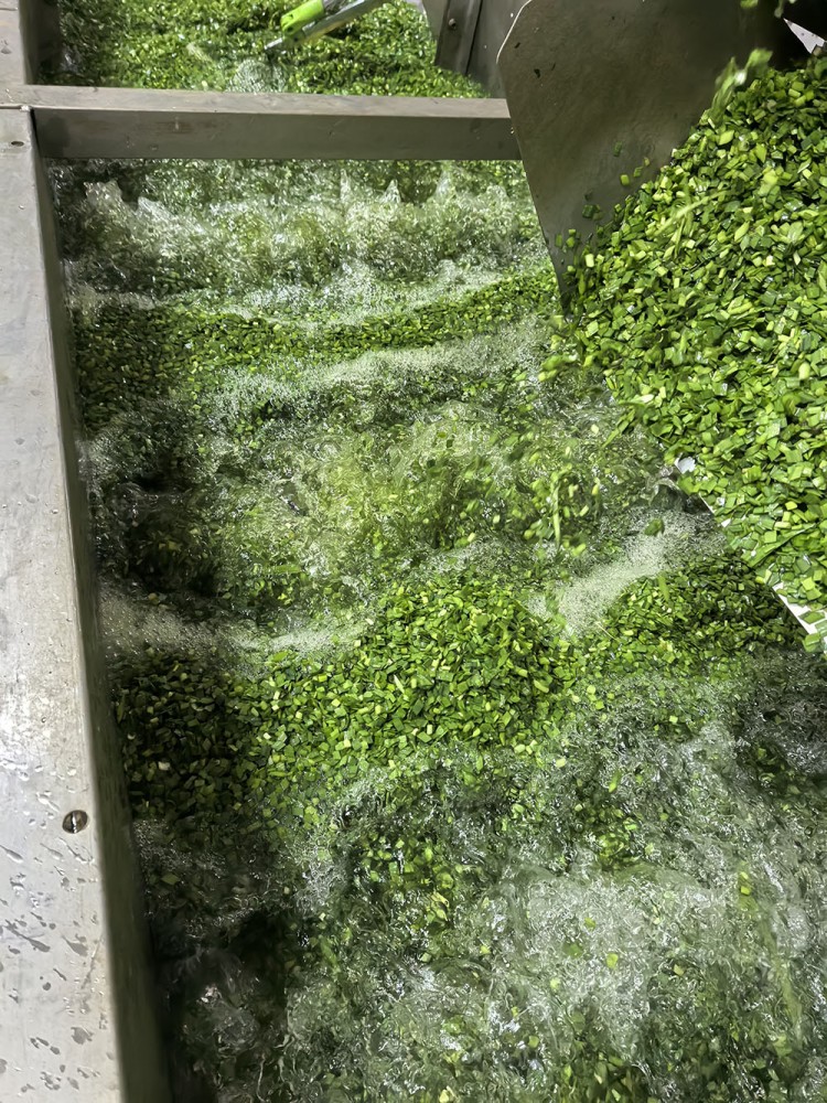潍坊脱水韭菜系列3